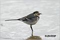 03_pied_wagtail