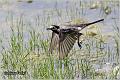 04_pied_wagtail
