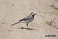05_pied_wagtail