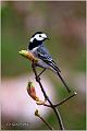 06_pied_wagtail