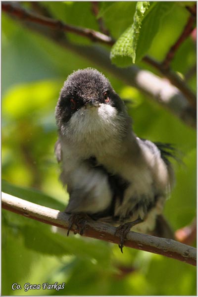 441_sardinian_warbler.jpg - Sardinian Warbler, Sylvia melanocephala,  Mesto - Location: Granada, Spain