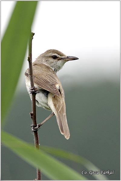 551_great_reed_warbler.jpg - Great Reed Warbler, Acrocephalus arundinaceus, Veliki trstenjak, Mesto Location, Futog Serbia