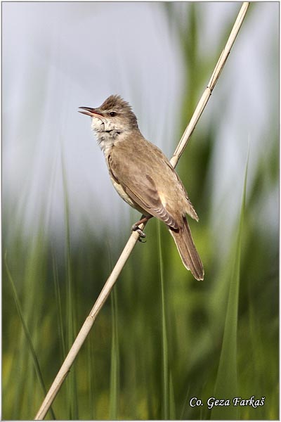 552_great_reed_warbler.jpg - Great Reed Warbler, Acrocephalus arundinaceus, Veliki trstenjak, Mesto Location, Futog Serbia