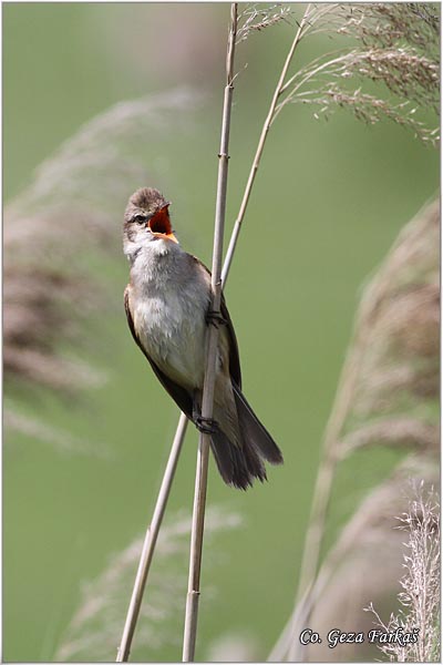 554_great_reed_warbler.jpg - Great Reed Warbler, Acrocephalus arundinaceus, Veliki trstenjak, Mesto Location, Koviljski rit Serbia