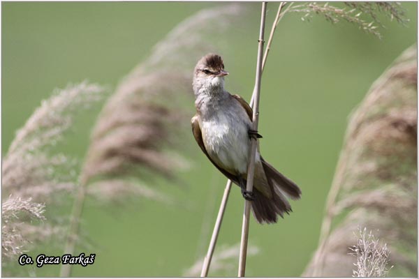 555_great_reed_warbler.jpg - Great Reed Warbler, Acrocephalus arundinaceus, Veliki trstenjak, Mesto Location, Koviljski rit Serbia
