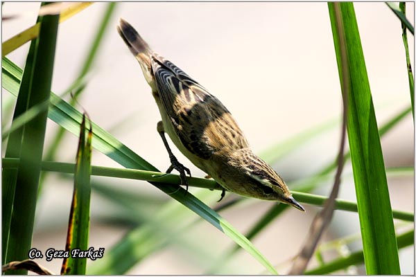 650_sedge_warbler.jpg - Sedge Warbler, Acrocephalus schoenobaenus, Trstenjak rogozar, Mesto -  Location: Zasavica, Serbia