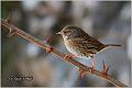 20_hedge_accentor