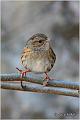 21_hedge_accentor
