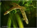 650_spined_loach