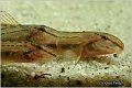 652_spined_loach