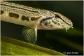 653_spined_loach