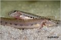655_spined_loach