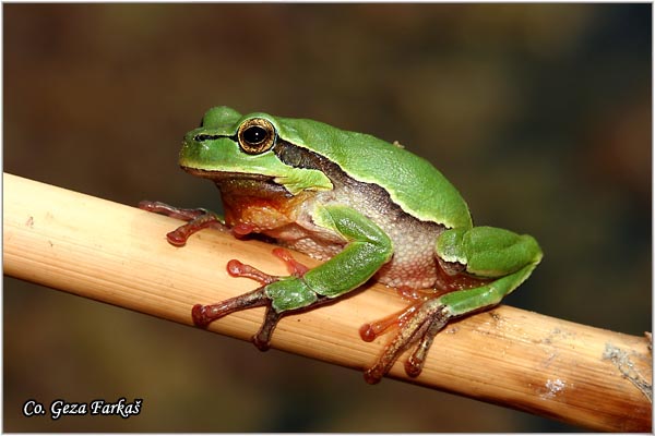 01_common_tree_frog.jpg - Common Tree Frog,  Gatalinka, Hyla arborea Mesto-Location: Novi Sad, Serbia