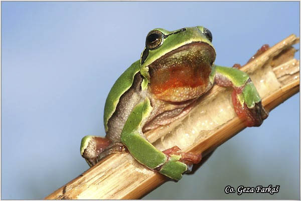 03_common_tree_frog.jpg - Common Tree Frog,  Hyla arborea. Gatalinka, Mesto-Location: Slano kopovo, Serbia