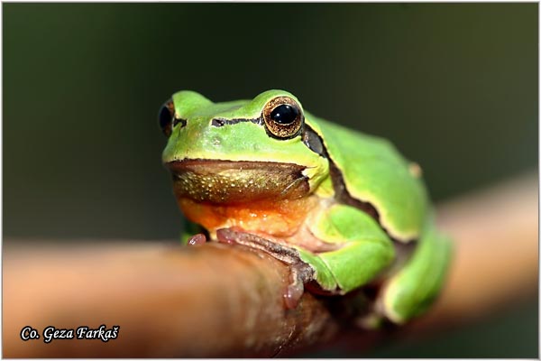 04_common_tree_frog.jpg - Common Tree Frog,  Hyla arborea