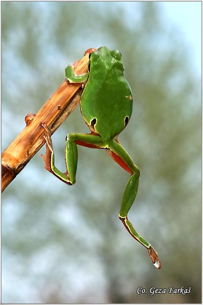 06_common_tree_frog.jpg - Common Tree Frog,  Hyla arborea