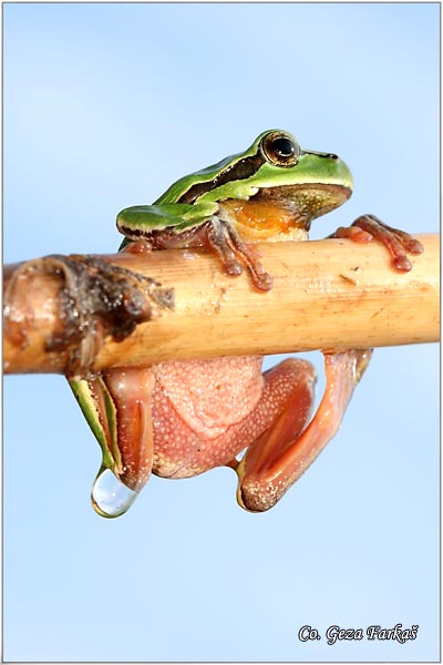 07_common_tree_frog.jpg - Common Tree Frog,  Hyla arborea