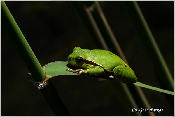 09_common_tree_frog.jpg - Common Tree Frog,  Gatalinka, Hyla arborea, Mesto-Location: Novi Sad, Serbia