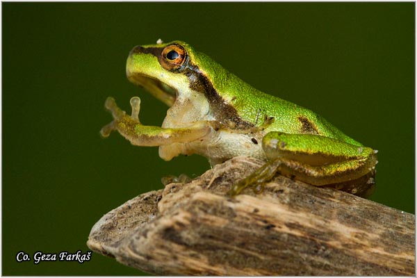 12_common_tree_frog.jpg - Common Tree Frog,  Gatalinka, Hyla arborea, Mesto-Location: Novi Sad, Serbia