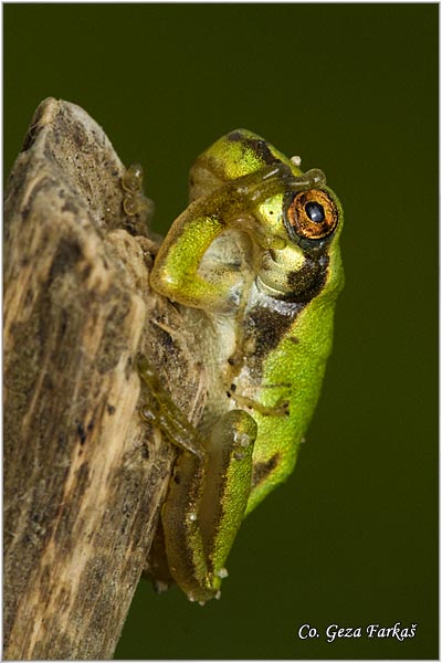 13_common_tree_frog.jpg - Common Tree Frog,  Gatalinka, Hyla arborea, Mesto-Location: Novi Sad, Serbia