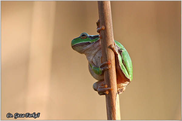 14_common_tree_frog.jpg - Common Tree Frog,  Hyla arbore, Gatalinka, Mesto-Location: Slano kopovo, Serbia