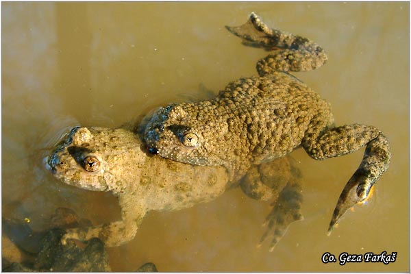 23_yellow-bellied_toad.jpg - Yellow-Bellied Toad, Bombina variegata