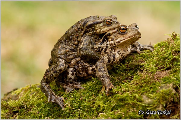 33_common_toad.jpg - Common toad, Bufo bufo. KrastaÄa, Location - Mesto: FruÅ¡ka Gora