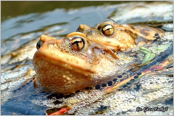 34_common_toad.jpg - Common toad, Bufo bufo. KrastaÄa, Location - Mesto: FruÅ¡ka Gora