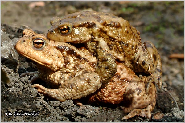 35_common_toad.jpg - Common toad, Bufo bufo