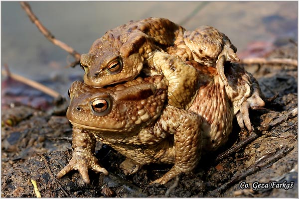 36_common_toad.jpg - Common toad, Bufo bufo