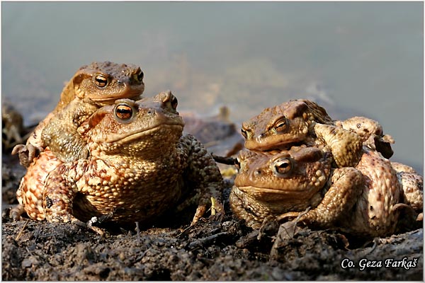 37_common_toad.jpg - Common toad, Bufo bufo