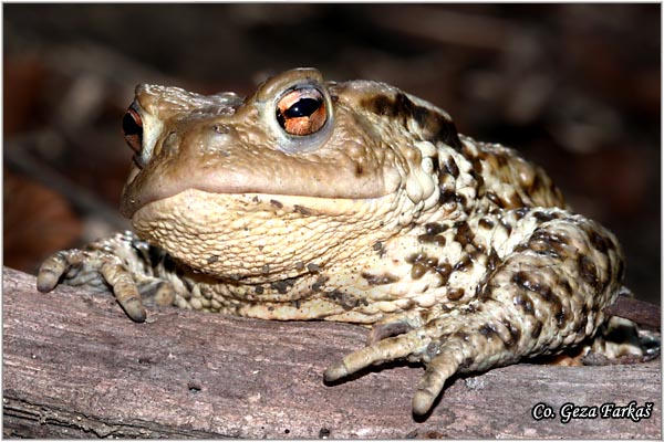 39_common_toad.jpg - Common toad, Bufo bufo