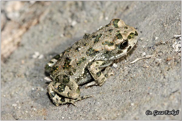 40_european_green_toad.jpg - European green toad, Bufo viridis