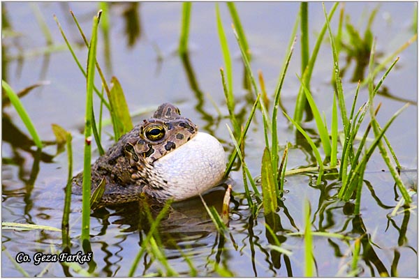 42_european_green_toad.jpg - European green toad, Bufo viridis, Zelena krastaca, Mesto-Location: Koviljski rit, Serbia