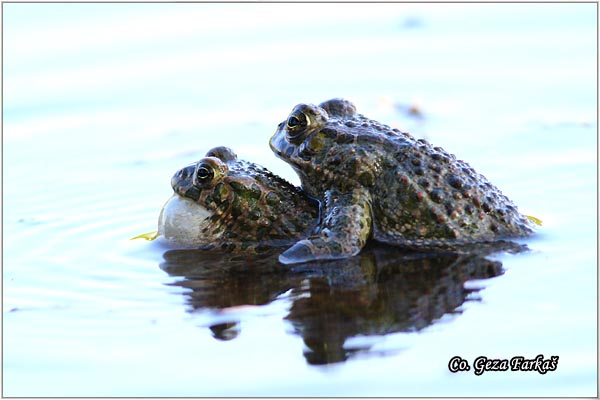 43_european_green_toad.jpg - European green toad, Bufo viridis, Zelena krastaca, Mesto-Location: Novi Sad, Serbia