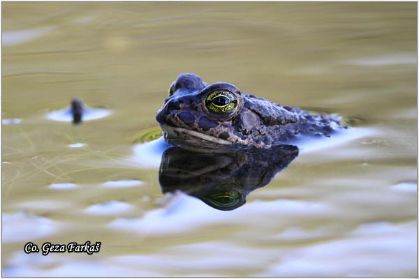 45_european_green_toad.jpg - European green toad, Bufo viridis, Zelena krastaca, Mesto-Location: Novi Sad, Serbia