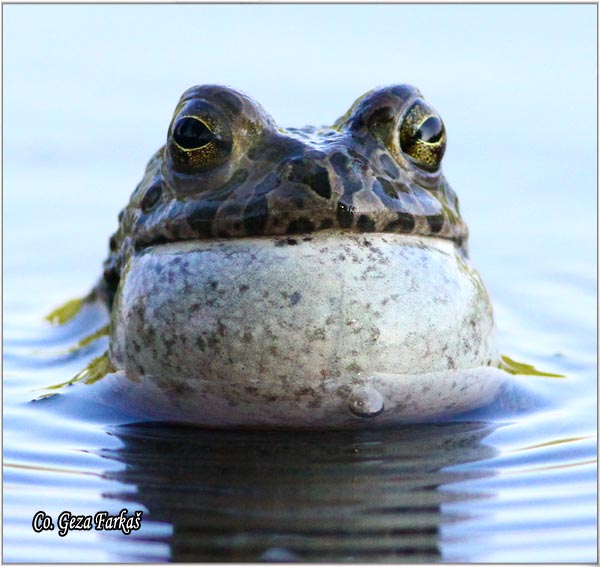 46_european_green_toad.jpg - European green toad, Bufo viridis, Zelena krastaca, Mesto-Location: Novi Sad, Serbia