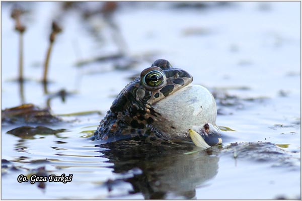 47_european_green_toad.jpg - European green toad, Bufo viridis, Zelena krastaca, Mesto-Location: Novi Sad, Serbia