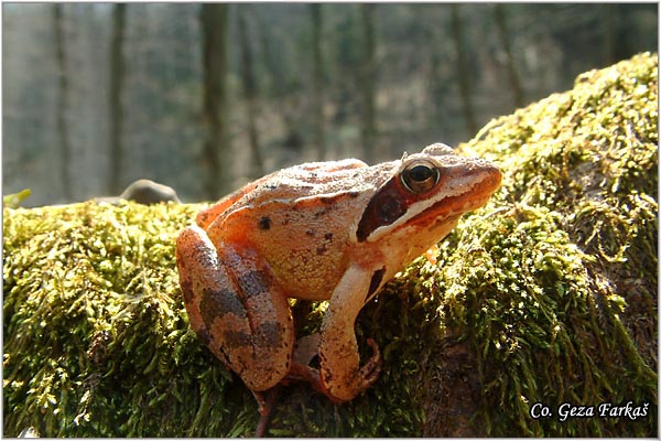 53_agile_frog.jpg - Agile frog, Rana dalmatina, Å umska Å¾aba, Mesto - Location: FruÅ¡ka gora, Serbia
