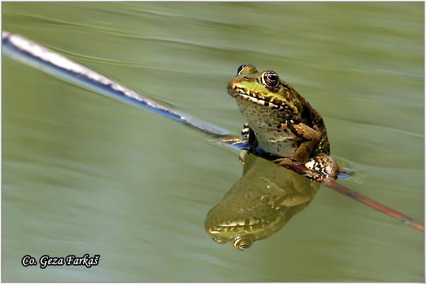 64_edible_frog.jpg - Edible Frog, Rana kl. esculenta, Zelena zaba, Location - Mesto: Novi Sad, Serbia