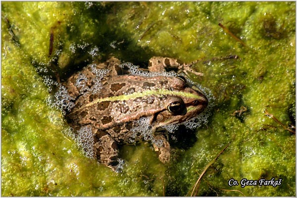65_edible_frog.jpg - Edible Frog, Rana kl. esculenta, Zelena zaba, Location - Mesto: Novi Sad, Serbia
