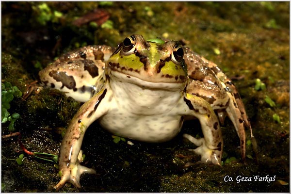 67_edible_frog.jpg - Edible Frog, Rana kl. esculenta, Zelena zaba, Location - Mesto: Novi Sad, Serbia