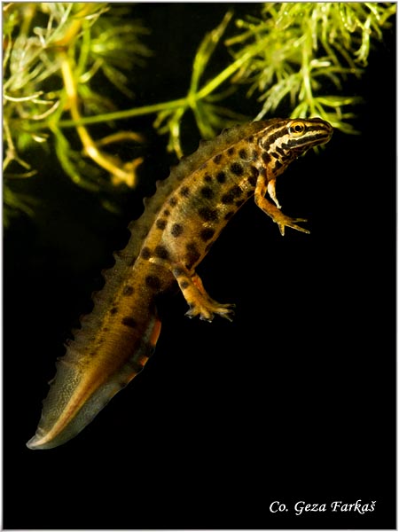 82_common_newt.jpg - Common newt, Triturus vulgaris, Mrmoljak, Mesto - Location: FruÅ¡ka gora, Serbia
