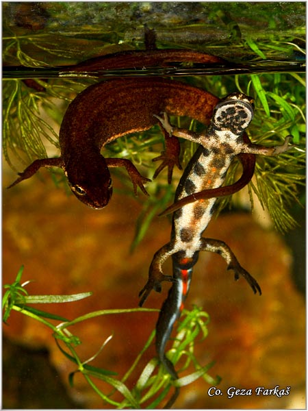 84_common_newt.jpg - Common newt, Triturus vulgaris, Mrmoljak, Mesto - Location: FruÅ¡ka gora, Serbia