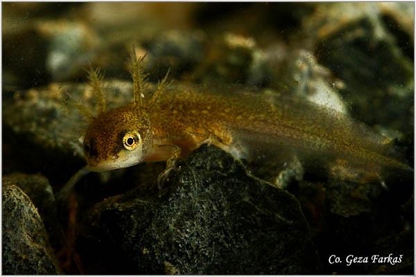 86_common_newt.jpg - Common newt, Triturus vulgaris, Mrmoljak, Mesto - Location: FruÅ¡ka gora, Serbia