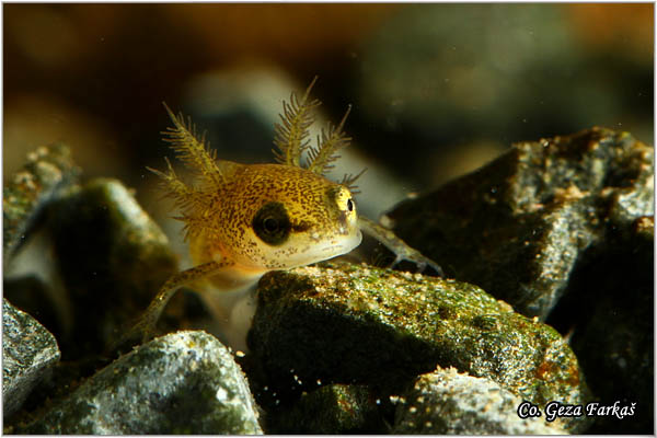 88_common_newt.jpg - Common newt, Triturus vulgaris, Mrmoljak, Mesto - Location: FruÅ¡ka gora, Serbia
