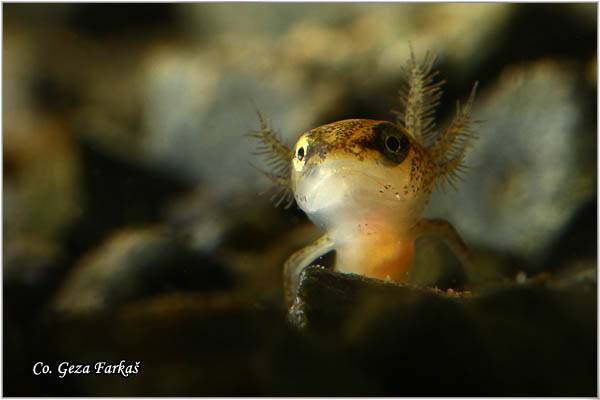 89_common_newt.jpg - Common newt, Triturus vulgaris, Mrmoljak, Mesto - Location: FruÅ¡ka gora, Serbia