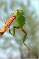 06_common_tree_frog