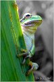 08_common_tree_frog
