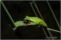 09_common_tree_frog
